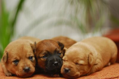 Close-up of dog lying down