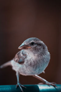 Close-up of a bird