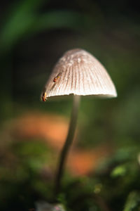 mushroom