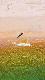 Seagulls flying over beach