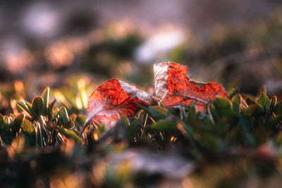 Close-up of dry leaves on field during autumn