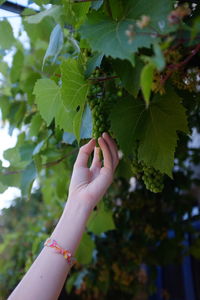 Close-up of hand holding fruit bunch on tree