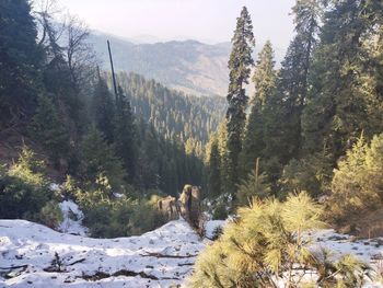 Pine trees in forest during winter