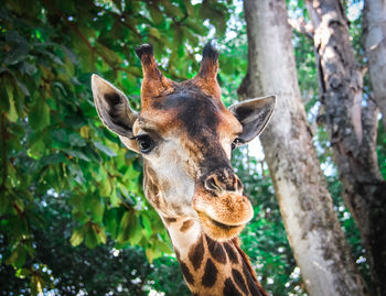 Close-up of a giraffe face against tree