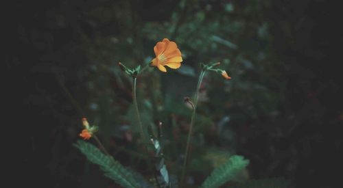 Close-up of small flower on field