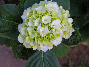 Close-up of white flowering plant