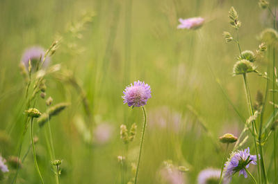 Close-up of purple flowering plant on field