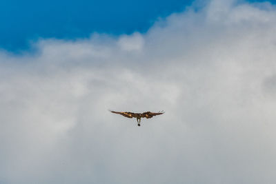 Low angle view of eagle flying in sky