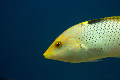 Close-up of fish swimming in sea