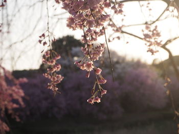 Close-up of cherry blossom tree