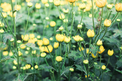 Close-up of yellow flowering plants on field