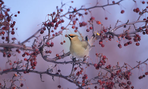 Cedar waxwing perching on cherry tree