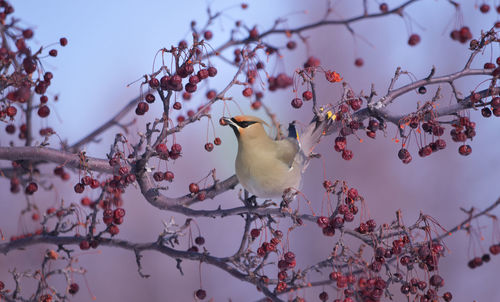 Cedar waxwing perching on cherry tree