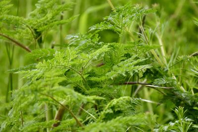 Close-up of fresh green leaves