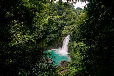 Scenic view of waterfall in forest