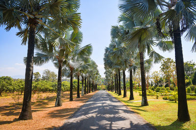 Road amidst palm trees against sky