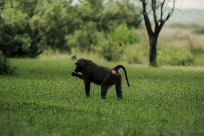 animal