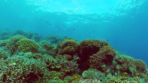 undersea