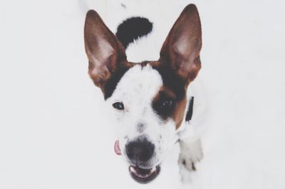 Close-up portrait of dog