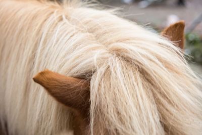 Close-up of a horse