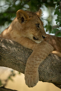 Close-up of lion cub in shady branches