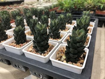 growth