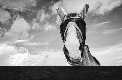 Low angle view of a horse