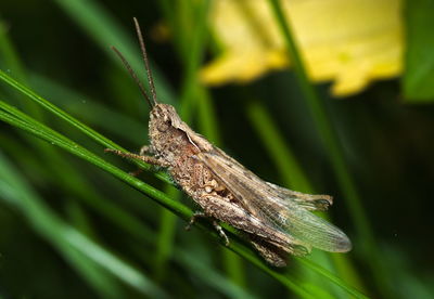 Close-up of insect on leaf. grasshopper on the grass chorthippus biguttulus