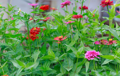 Close-up of red flowering plants