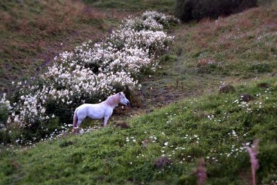 Dog grazing on grassy field