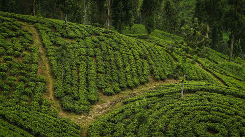 View of crop in field