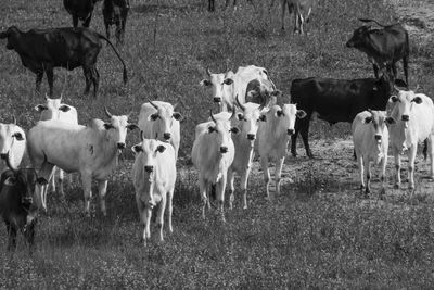 View of cows grazing in field