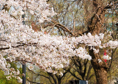 Close-up of cherry blossom tree