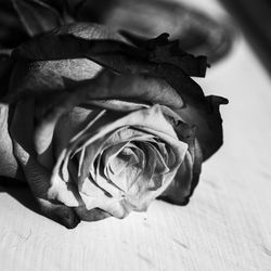 High angle view of rose on table