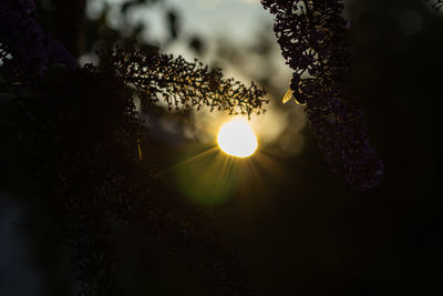 light