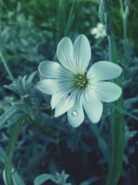 Close-up of white flowers