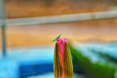 Close-up of red rose flower bud