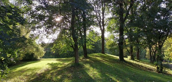 Scenic view of trees in forest against sky