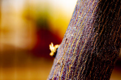 Close-up of insect on tree trunk
