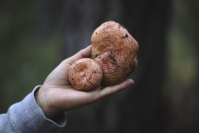 Close-up of hand holding mushroom