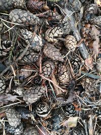 High angle view of animal eggs on land