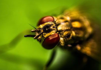 Close-up of fly on flower