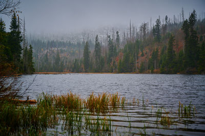 Scenic view of lake in forest against sky