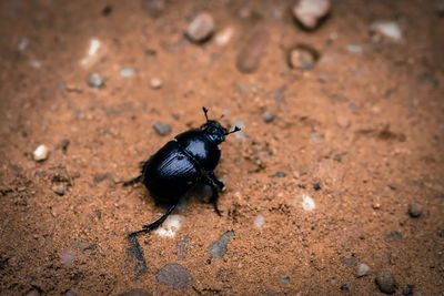 Close-up of black insect