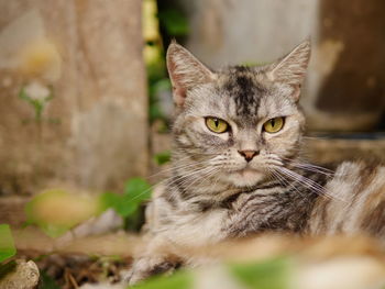 Close-up portrait of tabby cat