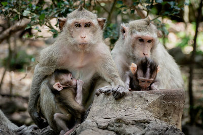 Baby monkey under mother protection. the monkey family with shaggy orange fur 