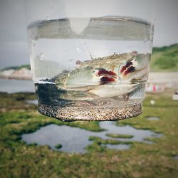 Close-up of crab in water