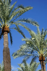 Low angle view of palm tree against clear sky