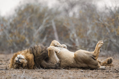 Lion relaxing in forest