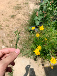 Cropped hand holding yellow flowering plant